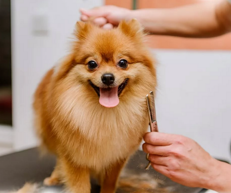 Imagem - cachorro sendo tosado - Dog&Cat - - Dogue e Caty